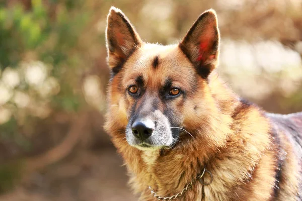 Adorable Purebred German Shepherd Watching Dog Standing Rural Animal Farm — Stock Photo, Image