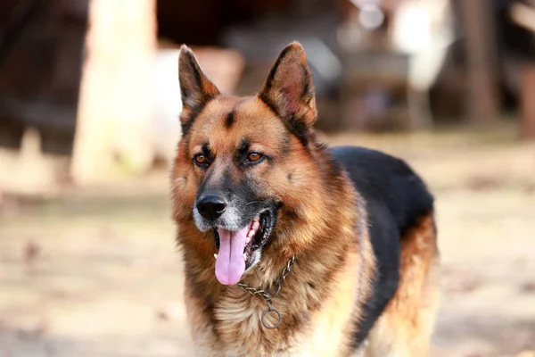 Adorable Pastor Alemán Pura Raza Que Vigila Perro Pie Granja —  Fotos de Stock