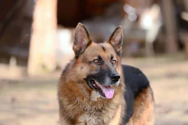 Close Dorable Purebred German Shepherd Watching Dog Rural Scene — Stock Photo, Image