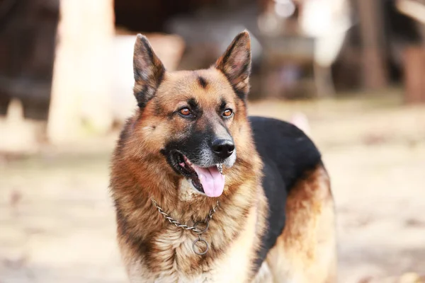 Close Dorable Purebred German Shepherd Watching Dog Rural Scene — Stock Photo, Image