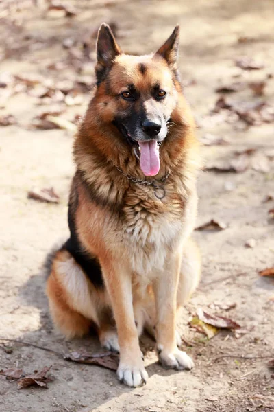 Bir Dorable Safkan Köpek Kırsal Sahne Anlaşılacak Yakın Çekim — Stok fotoğraf