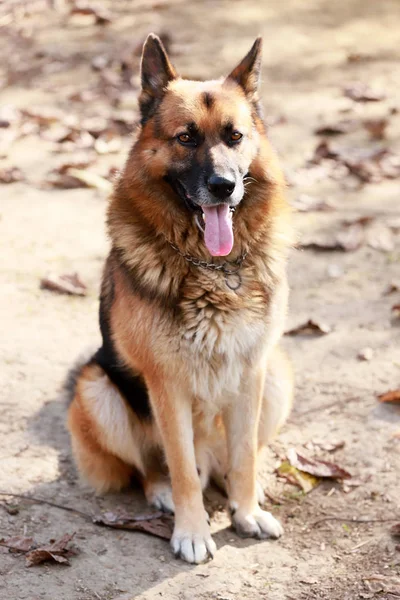 Κοντινό Πλάνο Μιας Dorable Καθαρόαιμος Γερμανικός Ποιμενικός Βλέποντας Την Αγροτική — Φωτογραφία Αρχείου