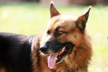 Bir dorable safkan köpek kırsal sahne anlaşılacak yakın çekim