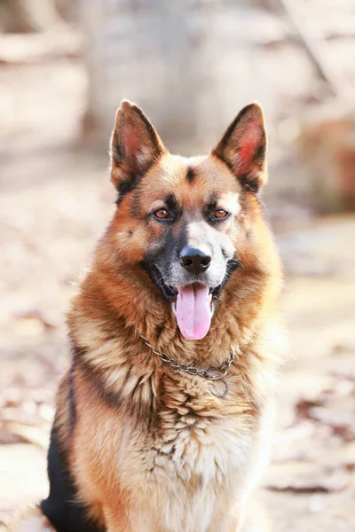 Close up of an dorable purebred german shepherd watching dog rural scene