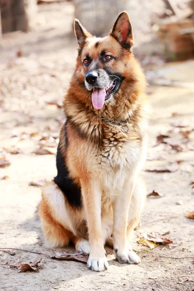 Close up of an dorable purebred german shepherd watching dog rural scene