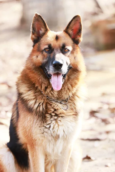 Close Dorable Purebred German Shepherd Watching Dog Rural Scene — Stock Photo, Image