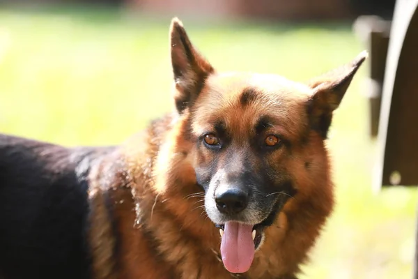 Close Dorable Purebred German Shepherd Watching Dog Rural Scene — Stock Photo, Image