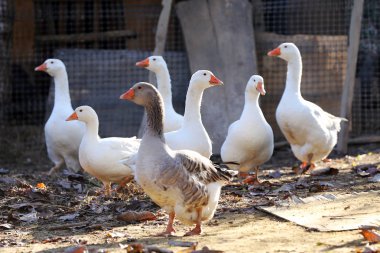 Kaz ve ördek tavuk çiftliği huzur içinde yaşamak