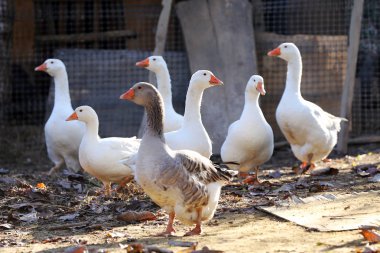 Goose and ducks live peacefully in the poultry farm clipart