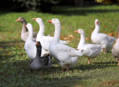 Kırsal kesimde tavuk çiftliğinde çekilen huzurlu sonbahar fotoğraf