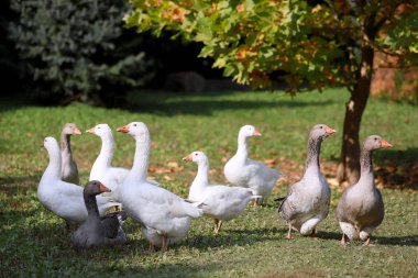 Kırsal kesimde tavuk çiftliğinde çekilen huzurlu sonbahar fotoğraf