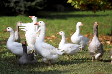 Kırsal kesimde tavuk çiftliğinde çekilen huzurlu sonbahar fotoğraf