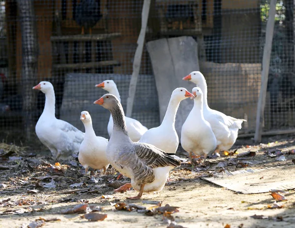 Peaceful Autumn Photo Taken Poultry Farm Countryside — Stock Photo, Image