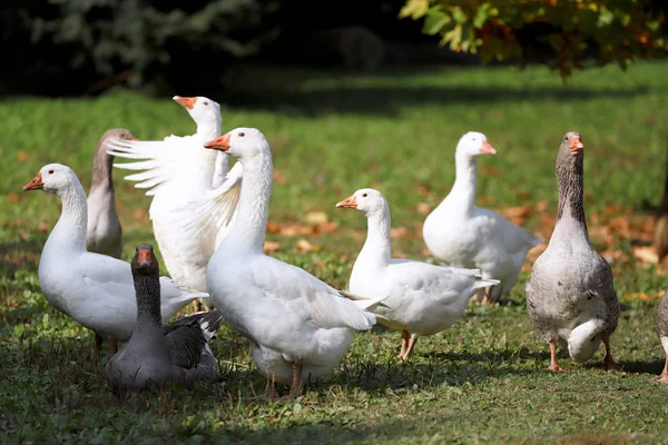 Foto Pacífica Otoño Tomada Granja Avícola Campo — Foto de Stock