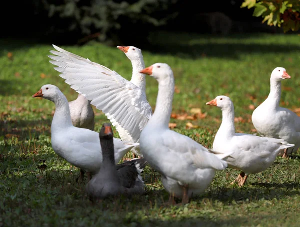 Vreedzame Herfst Foto Genomen Pluimveeboerderij Het Platteland — Stockfoto