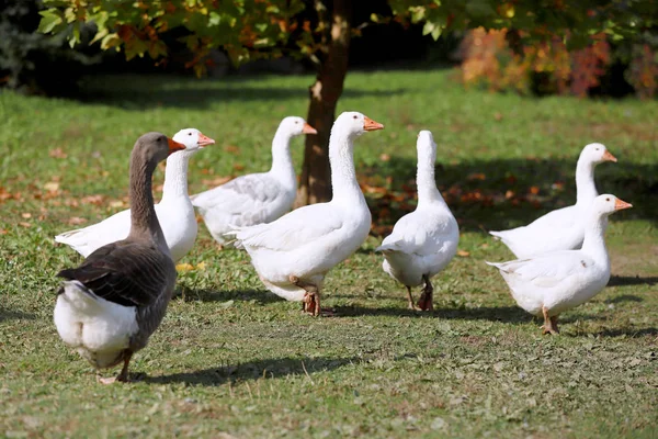 Friedliches Herbstfoto Vom Geflügelhof Auf Dem Land — Stockfoto