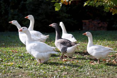 Kırsal kesimde tavuk çiftliğinde çekilen huzurlu sonbahar fotoğraf