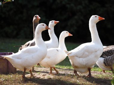 Kırsal kesimde tavuk çiftliğinde çekilen huzurlu sonbahar fotoğraf
