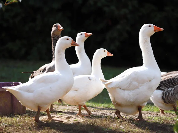 Fotos Pacíficas Outono Tiradas Fazenda Aves Campo — Fotografia de Stock