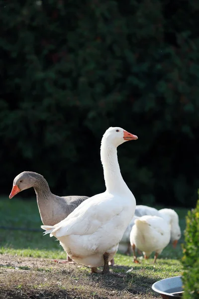 Gänse Und Enten Leben Friedlich Ländlichen Geflügelhof — Stockfoto