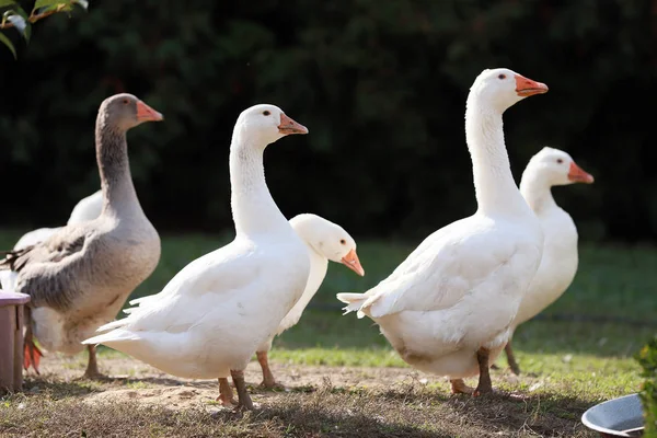 Oie Canards Vivent Paisiblement Dans Ferme Avicole Scène Rurale — Photo