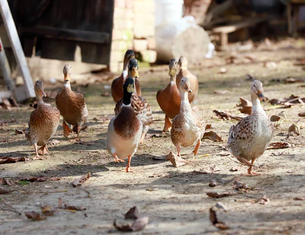 Goose Ducks Live Peacefully Poultry Farm Rural Scene — Stock Photo, Image