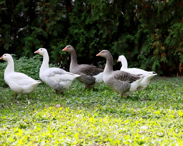 Goose Ducks Live Peacefully Poultry Farm Rural Scene — Stock Photo, Image