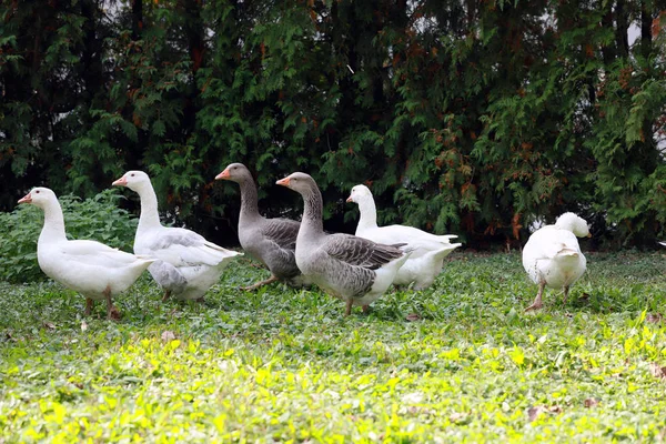 鹅鸭在家禽农场的乡村生活中和平共处 — 图库照片