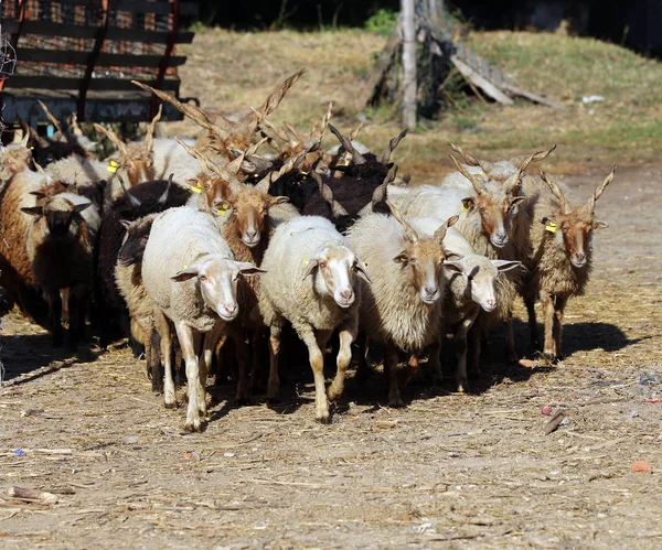 Rebanho Ovelhas Luzes Baixas Cena Rural Fazenda Animais — Fotografia de Stock