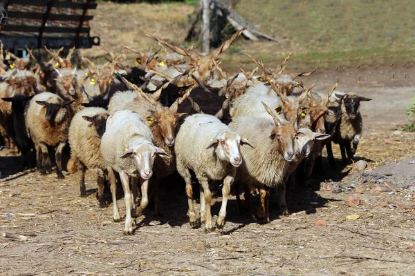 Troupeau Moutons Basse Lumière Scène Rurale Ferme Animale — Photo