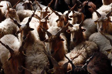  Düşük ışık kırsal olay yerinde hayvan çiftliği koyun sürüsü