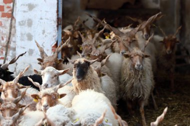 Otantik Macar koyun ırkı adı racka koyundur