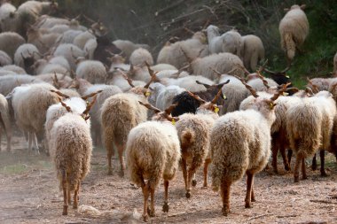 Otantik Macar koyun ırkı adı racka koyundur