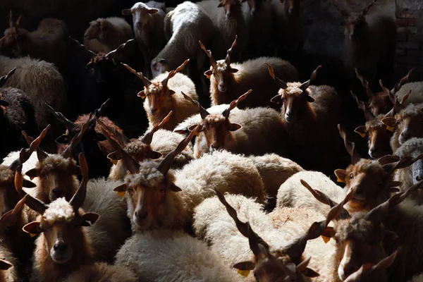 Rebanho Ovelhas Luzes Baixas Cena Rural Fazenda Animais — Fotografia de Stock