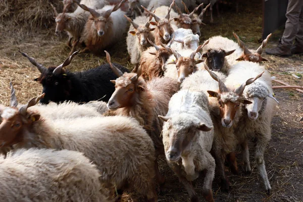 Autêntico Nome Raça Ovelhas Húngaras Carneiro Racka — Fotografia de Stock