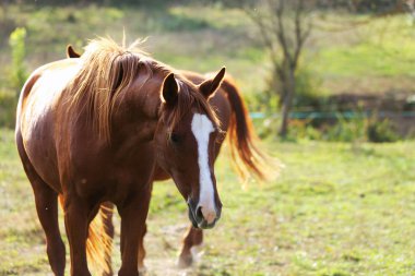 Bir safkan yong at yeşil doğal arka plan karşı aşırı closeup