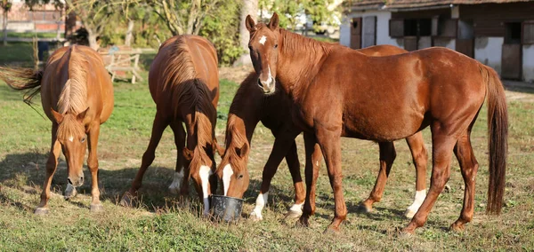 Young Foals Eat Oats Village Courtyard — Stock Photo, Image