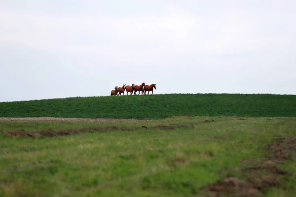 Pięć Pięknych Młodych Klaczy Galopujący Horyzoncie — Zdjęcie stockowe