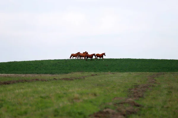 Fünf Schöne Junge Stuten Galoppieren Horizont — Stockfoto