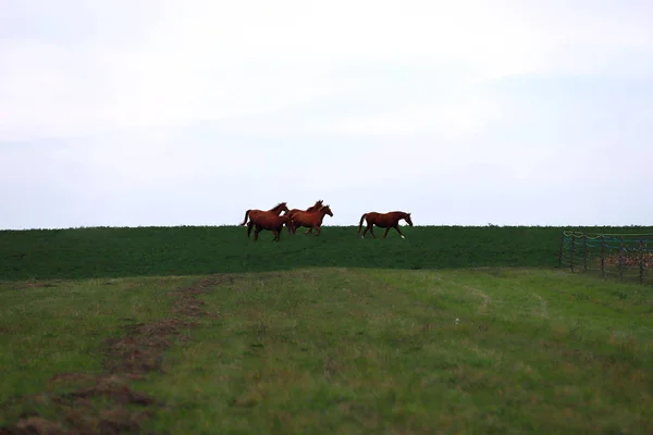 Fünf Schöne Junge Stuten Galoppieren Horizont — Stockfoto