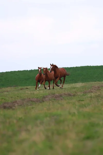 Young Chestnut Mares Canter Green Sunset — Stock Photo, Image