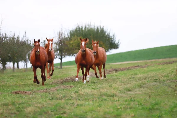 Jóvenes Yeguas Castaño Canter Verde Atardecer —  Fotos de Stock