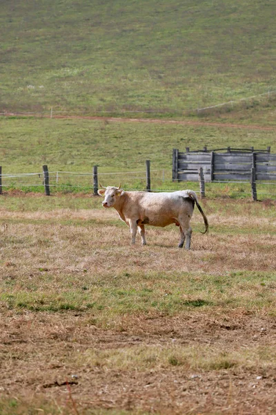 Vaches Sur Champ Vert Par Une Journée Ensoleillée Été Vache — Photo