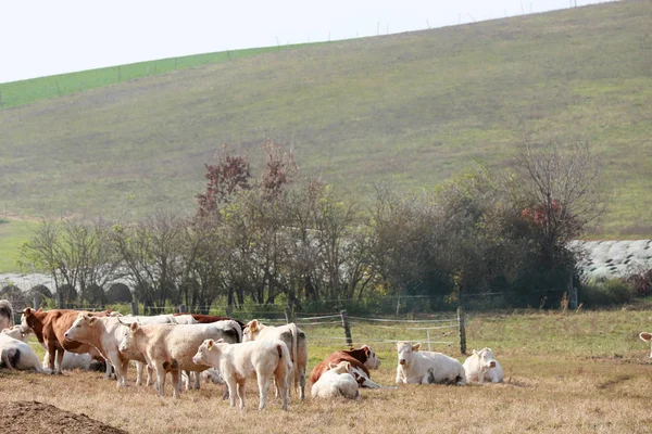 夏天阳光明媚的日子里 奶牛在绿地里 山草牧场奶牛 — 图库照片