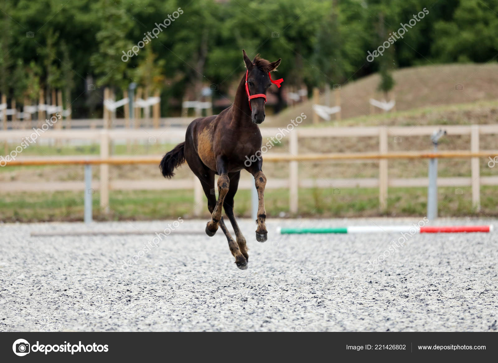 Young Purebred Friesian Foal Posing Race Track Outdoors Stock Photo Image By C Accept001