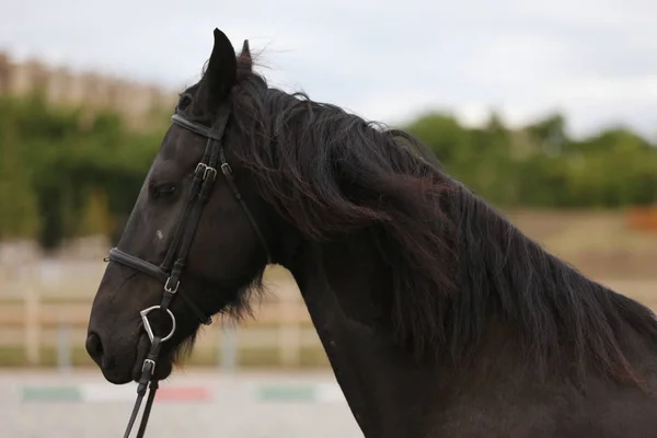 ホルター ネック黒フリージアン馬のヘッド ショット肖像画 — ストック写真