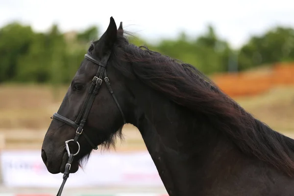 Retrato Headshot Cavalo Preto Friesiano Com Halter — Fotografia de Stock