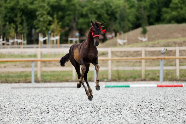 若い純血種フリージアン馬レース トラック屋外でポーズ — ストック写真