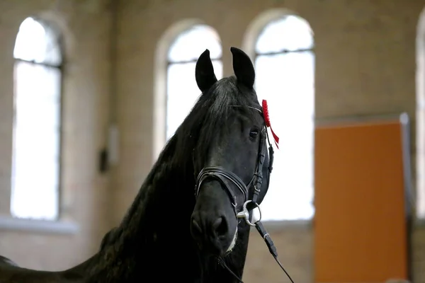 Award winner friesian horse with the winners ribbon rosette