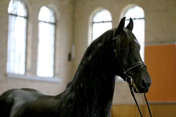 Award winner friesian horse with the winners ribbon rosette